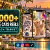 3000+ Cute Cats Reels Bundle – cute, adorable and entertaining cat videos